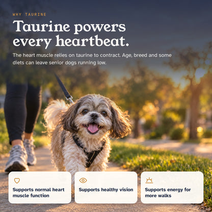 Gleepaw Taurine | More Tomorrow Together